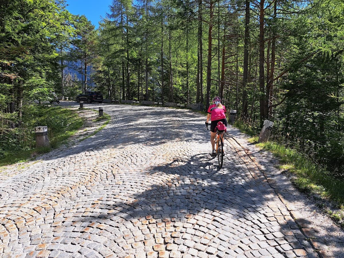 Cyclist riding on a curved cobblestone mountain road surrounded by tall green pine trees.