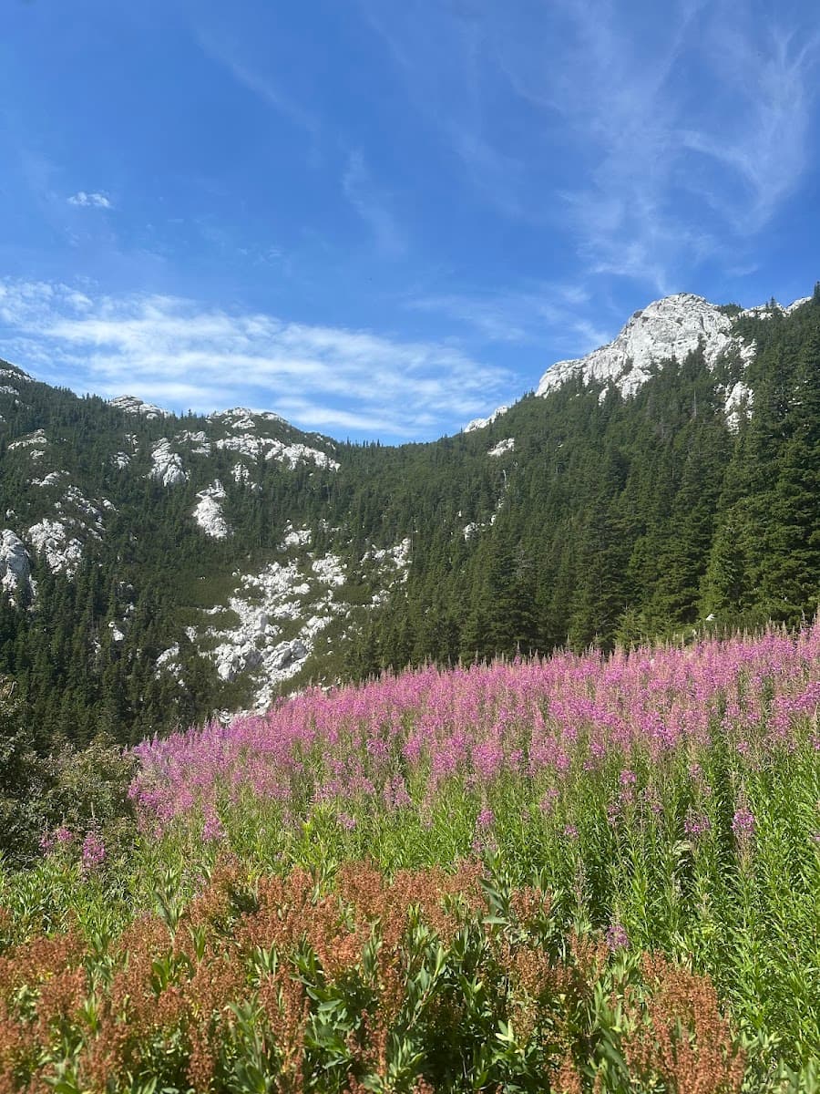 Field of pink wildflowers below rocky, forested mountains under a blue sky.