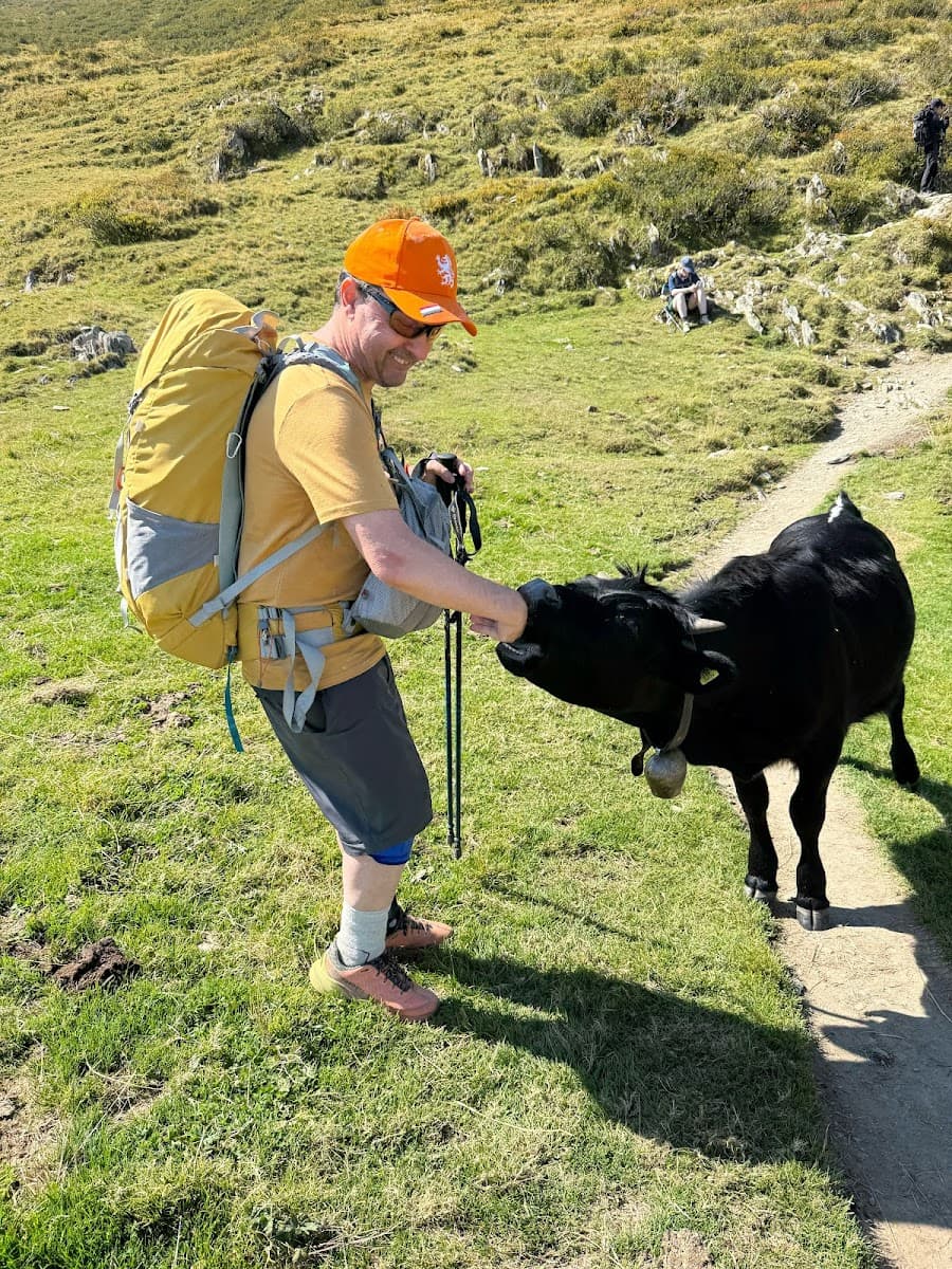 Hiker with backpack petting a black cow with a bell on a grassy mountain trail