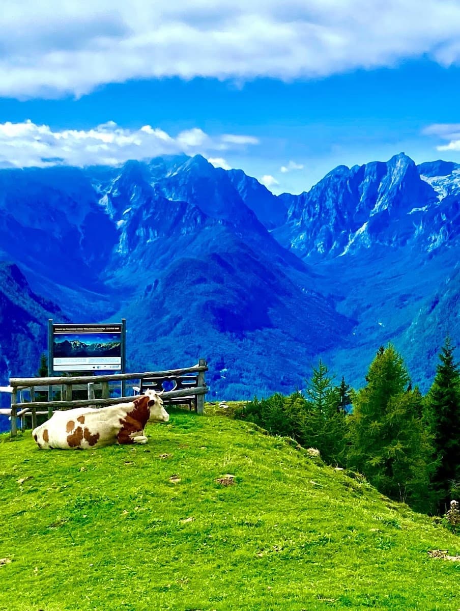 Cow resting on green alpine pasture with blue mountains and informational sign