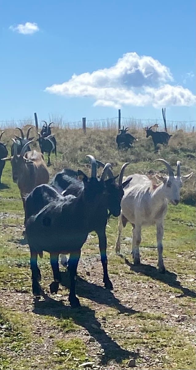 Herd of goats grazing in a grassy field with a blue sky
